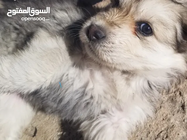 هاسكي انثي ثلجي ورمادي علي اسود