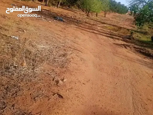 Farm Land for Sale in Mostaganem Other