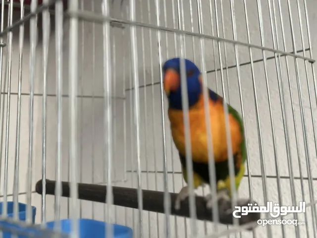 ببغاء لوري اليف  Cute Lori parrot