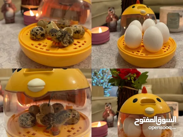 للبيع فقاسه شامل التوصيل