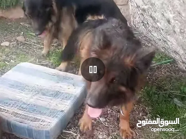 ''بسم الله ماشاء الله تبارك الرحمن" متاح حاليا اقوى جراء جيرمن شيبرد مستوى خرافي