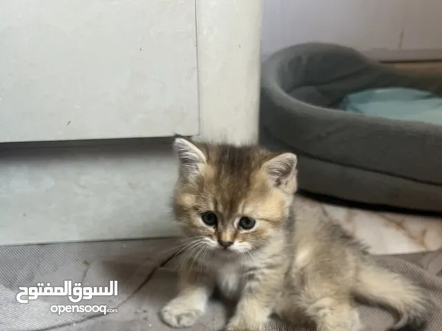 ذكر سكوتش ستريت