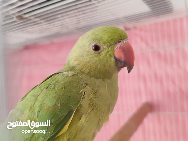 ببغاء دره أليف