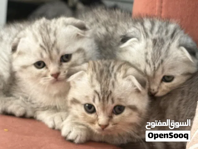 للبيع ذكرين و نثيه