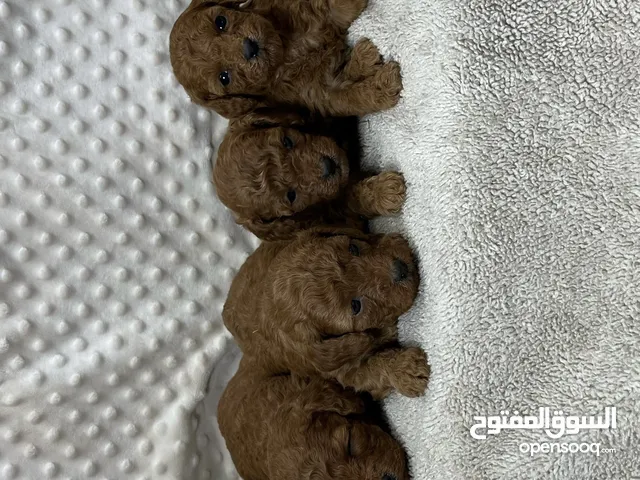 جرو بودل تي كب 3 اسابيع