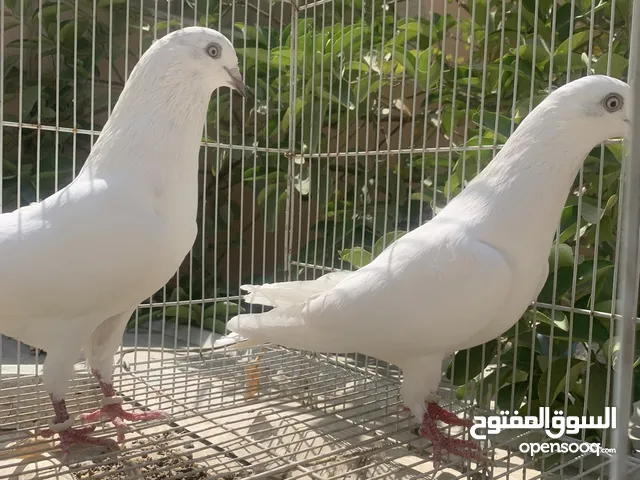 Two pair Pakistani