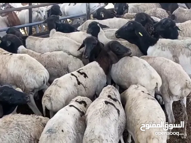أغنام (عمانية وصوماليات وأسترالية) وثيران (بو خرخور مطعومات) للعيد السعيد