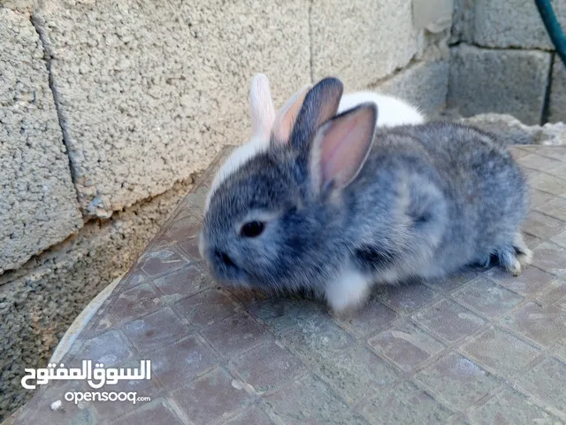 ارانب للبيع صغار و كبار مجريات