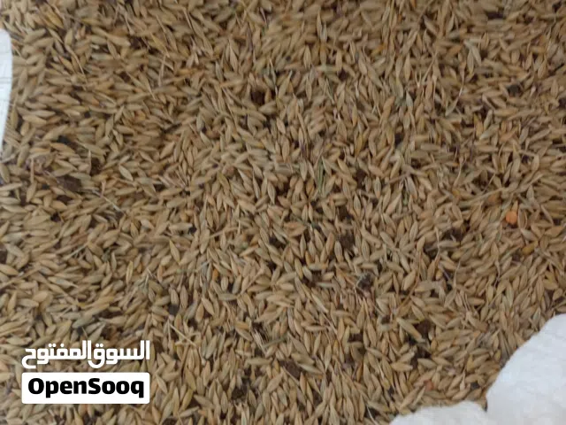 شعير بلدي للبيع