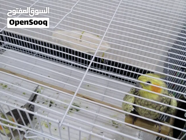 زوج كوكتيل