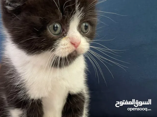 Scottish fold kittens A quality