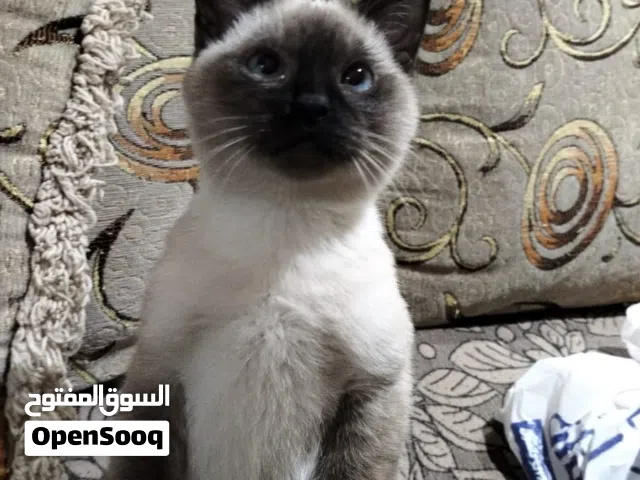 قطط سيامي بيور