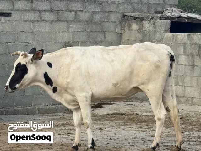 بقره ظفاريه