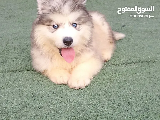 هاسكي ذكر بيور العيون زرق