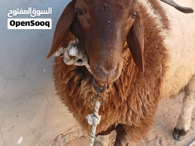 خروف للبيع المكان صرمان سعر البيع 2200 للعلم الخروف فيه حبه تحت ودنه فوق المدبح عمره سبعه شهور