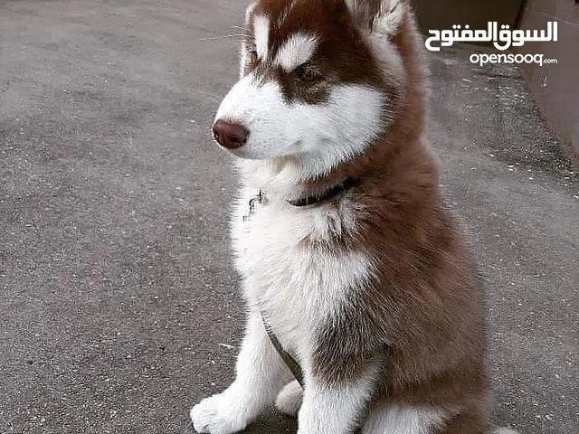 Siberian husky puppies