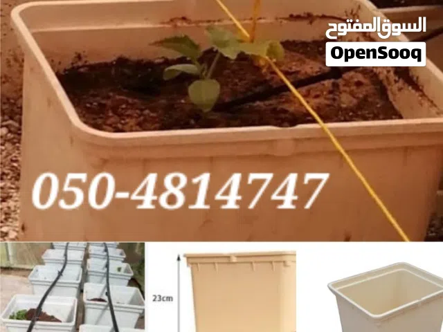 باتو داتش بوكيت Pato Dutch Pocket