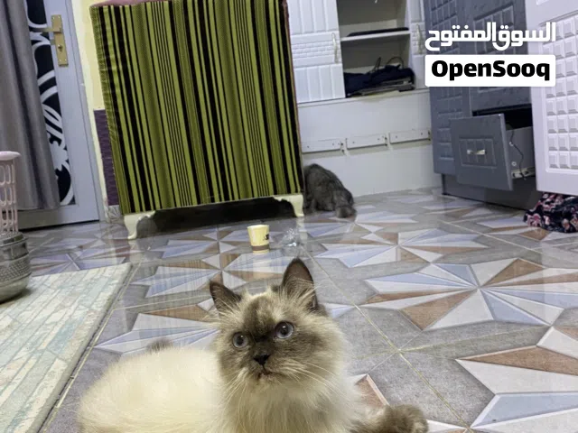 قط أنثى قط هملايا