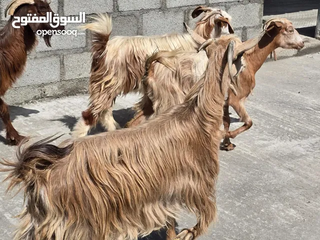 غنم جباليات احجام طيبه ما شاء الله عليهن السعر 35 ف الرأس بالجمله وتنقي ع 45