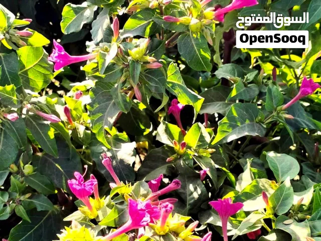 زراعه وشبكات الري