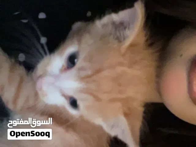 قطوه للتبني