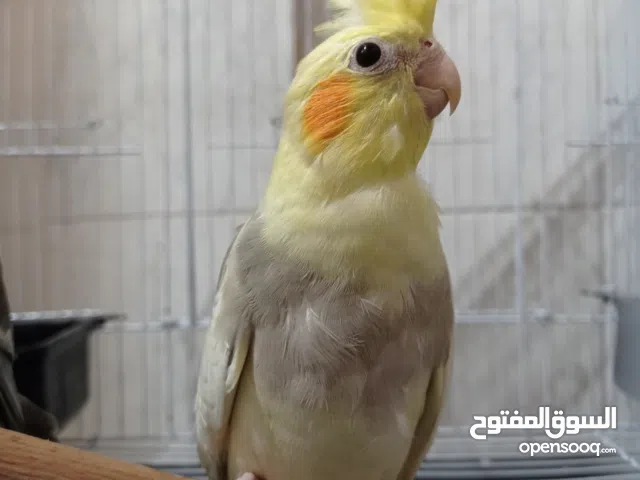 ذكر كوكتيل فون