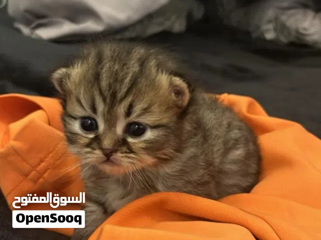 قط سكوتش فولد تايقر ذكر كتن للبيع