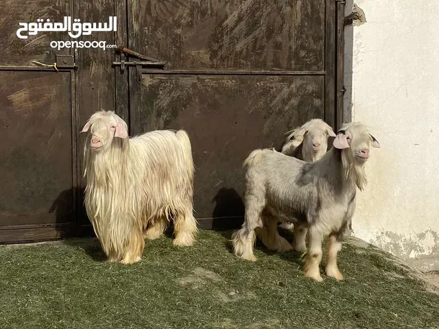 تيوس من الحلال الرحبي