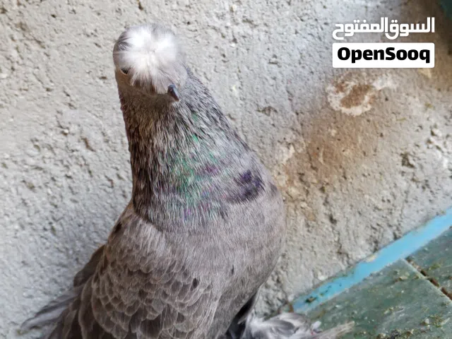 كوم كامل 24 فرخ  منهن 3 مخاليف الباقي كلهن بواقي مجرود منهن 16 و 3 طواير و6 جواز