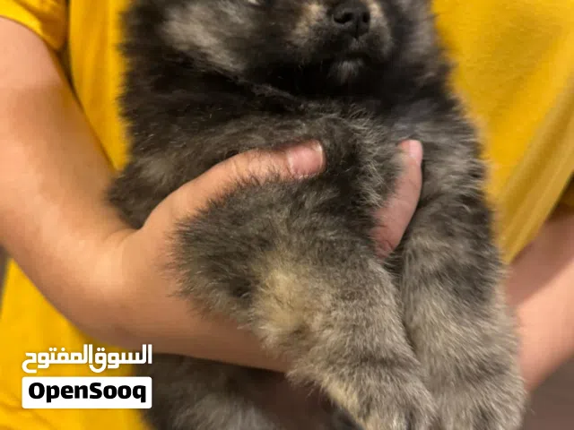 مكس بومرينان وشتزو