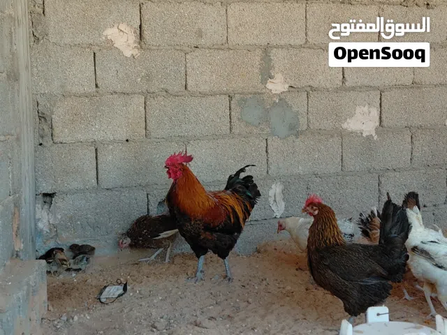 دجاج عربي للبيع