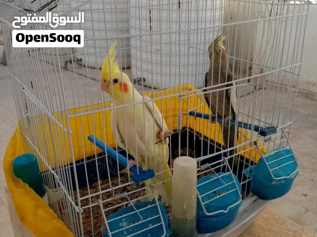 كوكتيل اليفات جوز 2