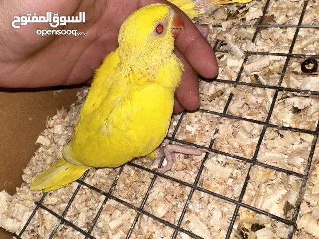 افراخ ببغاء درة اصفر نقي