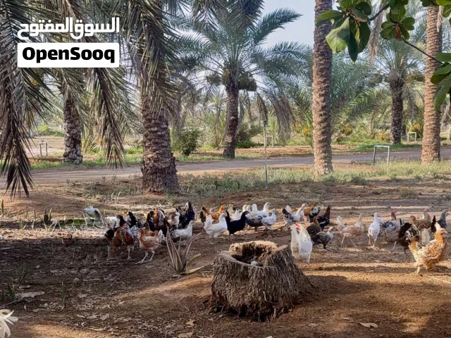 دجاج عماني
