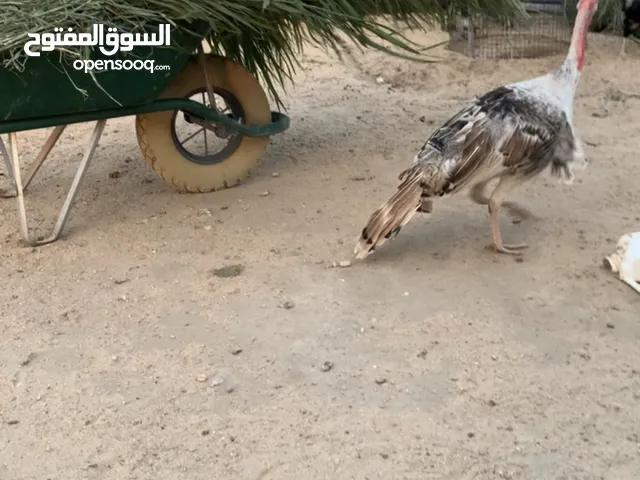 فروخ دجاج رومي من عمره الي 3 شهور