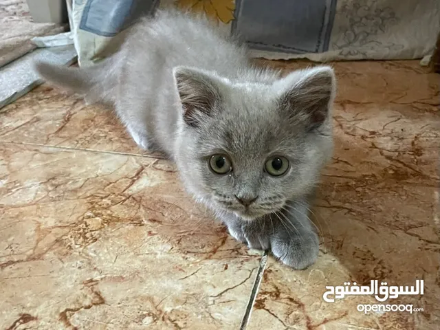 قطط شيرازيه للبيع في اليمن