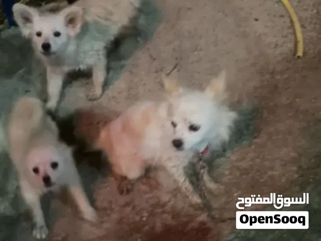 كلاب بوميرانيان وشيواوا للبيع الكلب  للمساومه كلاب متدربه وتوقف والسعر قابل للمساومه