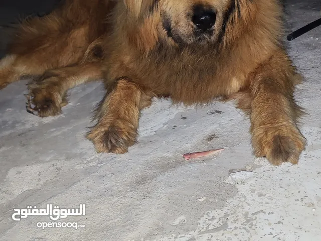 تبيتين ماستف اكراني بيور للبيع