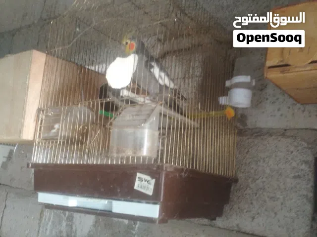 زوج كوكتيل  جاهز النتاج