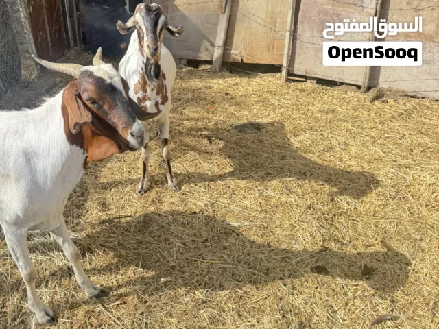 تيس اثيوبي رقم واحد حجم كبير مطلوب واحد 135