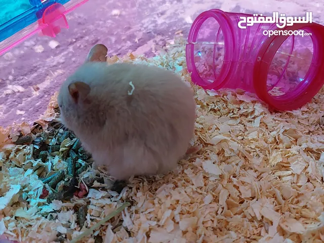 هامستر حجم كبير للبيع بصحه جيده