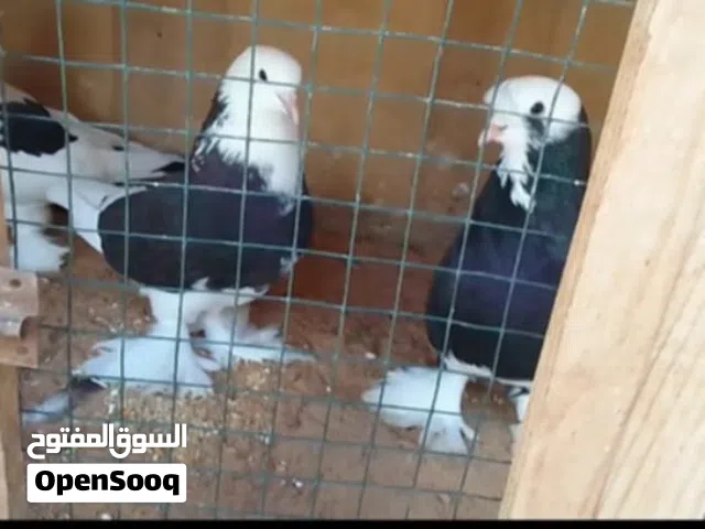 زوز كوبيات حمام بخريات  المكان سوق الجمعه  سعر 180 من لاخير