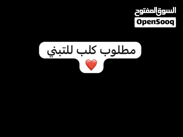 مطلوب للتبني وشكرا
