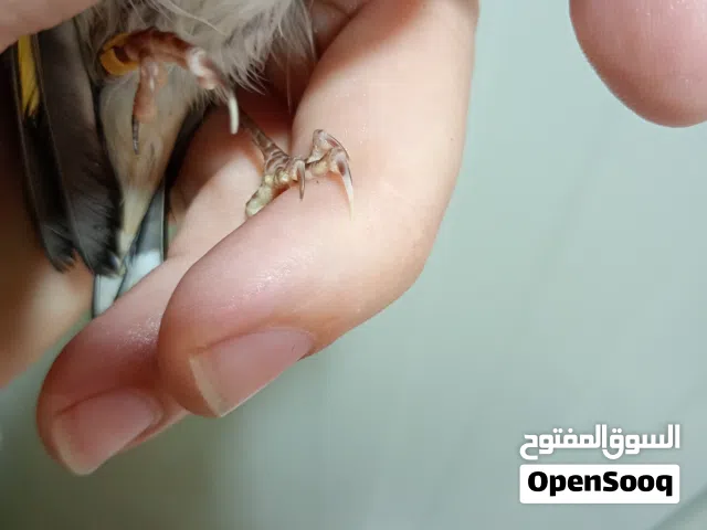 حسون. سوري بلدي بري