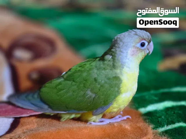 ببغاء كنيور