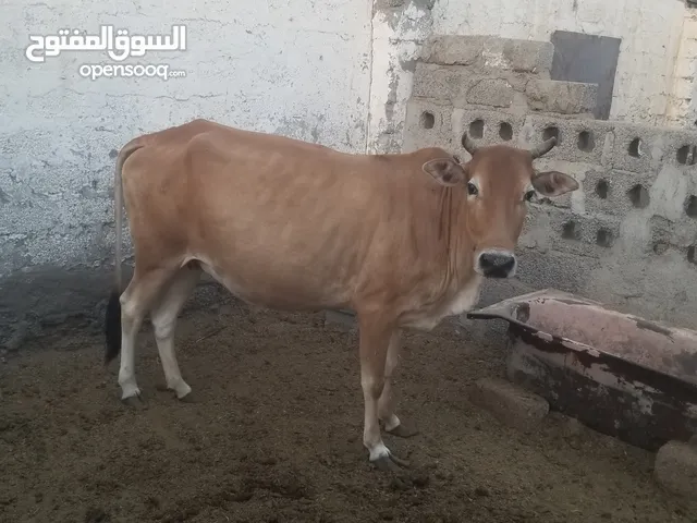 cow for sale