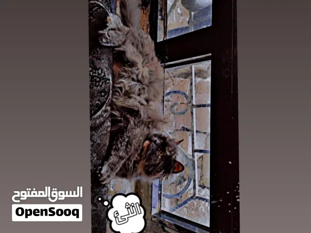 قطط انثئ وذكر بسعر 12الف أقرأ الوصف  الذي يوجد في الصورة 2