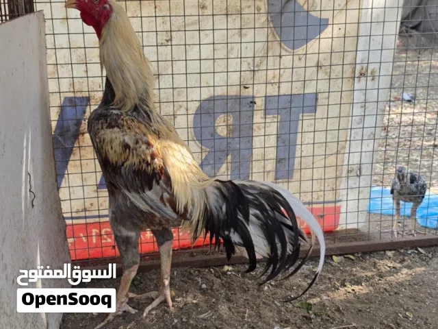 ديك و3 دجاجات