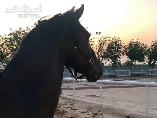 Beautiful young Freisian Mare for sale