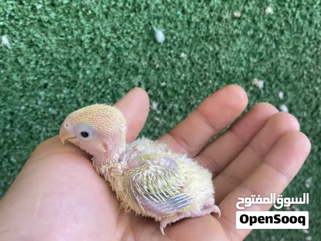 انتاج روز للترويض
